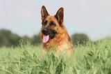 BERGER ALLEMAND 761